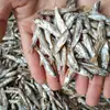 Snacks para Gato: Pescado Fresco Pequeño Seco, Snacks de Pescado Sin Sal para Gatos, Al Por Mayor, para Aumento de Peso, Desarrollo de Mejillas, Suplemento de Calcio, Snacks para Mascotas, Comida para Gatos