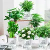 Planta Monstera em Vaso Flor de Interior Hidropônica Mesa Flores Frescas Folhagem Perene Fácil de Cuidar Árvore da Fortuna