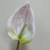 [Material de flor blanca] Arreglo floral de hortensia, rosa, flor de pasto escarchado con decoración de material de hoja de niebla de techo de pasto, flor de simulación para boda