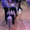 Bolsas para Excremento de Caballo para Zonas Turísticas, Bolsas para Excremento de Caballo Lavables, Bolsas para Excremento de Caballo para Zonas Turísticas Urbanas