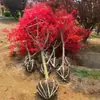 Planta en maceta de plántula de arce rojo japonés Auténtico Arce rojo chino Árbol grande Patio Danza Roja de Cuatro Estaciones Muchacha Bonsái Rojo Rojo