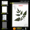 Carpeta para especímenes de plantas, herramientas para hacer especímenes de plantas, papel para especímenes, papel corrugado, espécimen de hoja encerada, espécimen de hierba medicinal de planta
