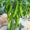 Plántulas de berenjena para cuatro estaciones, plantas en maceta con tierra, variedades viejas injertadas de berenjena morada y semillas de berenjena de Hangzhou, plántulas de hortalizas de primavera