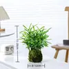 Bonsai Podocarpus Velho em Pilha Paisagismo Escritório Mesa Desktop Celebridade da Internet Planta Verde Planta em Vaso É Fácil de Cultivar em Todas as Estações e Purifica o Ar Planta