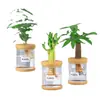 Plantas Hidropónicas Favoritas de los Agricultores Bonsái de Escritorio Plantas Verdes Planta Roja de la Suerte Plantas Pequeñas en Maceta Escritorio de Oficina Plantas Verdes Pequeñas Fáciles de Cuidar