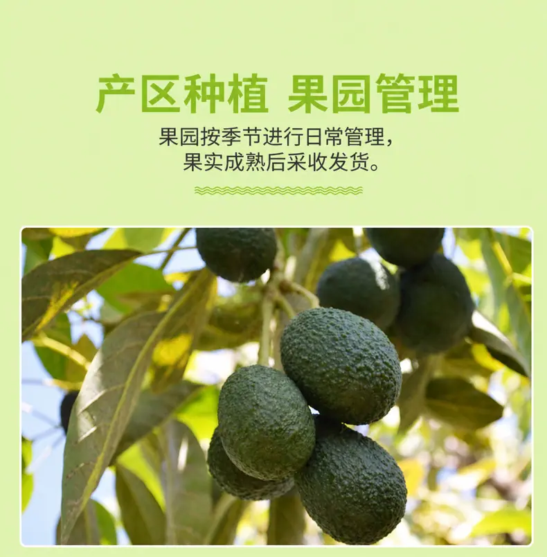 秘鲁进口牛油果 代发2/4/6/8枚中大果鳄梨全年软糯奶油果新鲜水果详情图8