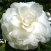 Semillas de Impatiens de Flor Doble, Semillas de Caléndula, Plantas de Maceta para Balcón, Flores Experimentales para Estudiantes Fáciles de Cultivar