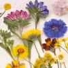 Coleção de Galhos de Flor de Crisântemo, Pacote de Material para Embossing de Flores Secas, Material para DIY Feito à Mão, Espécime de Planta, Marcador de Página Embossado com Cola