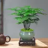 Espárragos Plantas en Maceta Interior Oficina Plantas Verdes Florales Fácil de Cultivar Bonsái Todo el Año Hidropónico Plántulas de Espárragos Enanos Balcón