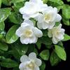 Semillas en Stock, Nuevos Productos Transfronterizos, Semillas de Flores y Árboles del Desierto, Variedades Más Vendidas, Caja de Almacenamiento de Semillas, Regalo de Jardinería, Alta Tasa de Germinación