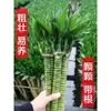 Dragón de Bambú Wenchang Bambú 4 Piezas con Raíces para Cultivo en Agua, Bambú Rico y Próspero, Plantas de Alto Cultivo en Agua, Plantas de Interior para Sala de Estar