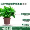 Plantas de Potos en Maceta Florales Plantas Verdes de Interior Absorben Formaldehído Plantas Hidropónicas Purifican el Aire Plantas de Potos en Maceta Venta al por Mayor