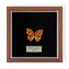 Especimen de Mariposa Real Colgante de Madera Estilo Nórdico Simple Moderno Regalo de Cumpleaños Marco de Fotos de Madera Simple