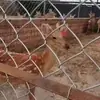Tela de arame galvanizado para criação de galinhas, patos, gado e ovelhas, cercamento de pomares, fabricante de tela de arame de isolamento