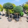 Árbol Lollipop Brillante de Ligustro con Forma de Corazón Árbol de Cera de Sichuan y Yunnan Ciprés Azul Hielo Flor Luminosa de Limón Planta Espejo Planta en Maceta