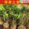 Uma peça de Dropshipping Sijiu Açúcar Laranja Açúcar Mudas de Laranja Tangerina Enxertadas Guangdong Mudas de Frutas em Vasos Cítricos Cítricos