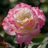 Kono Caixa de Joias/Névoa Azul Broto de Rosa de Salão Arbusto Flores de Jardim de Pátio Fragrantes Multissazonal