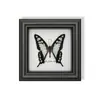 Raro Adorno Pequeño de Insecto Precioso con Rayas Verdes, Espécimen de Mariposa Azul, Regalo de Cumpleaños para Personas Mayores, Amigos o Niñas, Marco de Espécimen de Mariposa