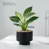 Platina Diamante Vaso Planta Verde Planta de Interior Mesa Fácil de Cuidar Jiboia Hidropônico Purificar Ar Sempre Verde Todas as Estações