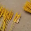 Buquê de Flores Secas de Espiga de Trigo Natural Ornamentação de Cesta de Flores de Cevada para Cerimônia de Abertura Decoração de Arranjo de Flores Pastoril para Sala de Estar Adereço para Fotografia Flor de Seda