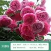 Rosa de Cabello Recto de Yunnan Enredadera para Muro Rosa Flor Extra Grande Plántulas Fragancia Fuerte Florece en Todas las Estaciones Plantas para Patio Casa Balcón