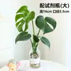 Planta de Monstera Hidropônica em Vaso com Folhas Grandes para Sala de Estar Interna ou Mesa de Escritório, Fácil de Cuidar em Todas as Estações Bonsai