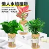 Plantas Hidropónicas en Maceta Rábano Verde Gardenia Flores de Oficina Plantas Verdes Pequeñas Fáciles de Cultivar Todo el Año Suculentas Plantas en Maceta de Agua