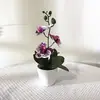 Nuevo Modelo de Orquídea Phalaenopsis Internacional de Tres Flores y Tres Hojas Bonsái Película 3D Flor Artificial Planta en Maceta para Decoración de Interiores