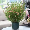 Plántulas de Flor de Hibisco Piruleta, Plantas en Maceta para Balcón y Jardín, Plantas Resistentes al Frío, Tolerantes al Calor, Fáciles de Cuidar, Florecen Todo el Año