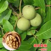 Venta Dropshipping de Plántulas de Nogal y Frutales para Plantar en el Norte y Sur, Plántulas de Pecana 8518 Injertadas de Planta Directa de Cáscara Delgada y Piel de Papel