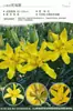 Bulbos de Lírio de Outono de Floração Dupla, Mudas de Flores de Floração Simples, Lírios Perfumados Comprados Diretamente da Holanda, Canhão de Ferro, Plantas de Vaso para Iniciantes do Pátio Karie