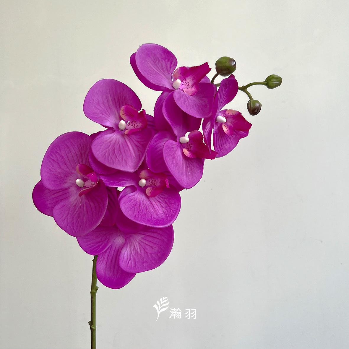 7头手感蝴蝶兰：玫紫，长88cm，花体30cm (7)