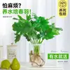 Escama de Dragón Pluma de Primavera Plantas Hidropónicas Ave del Paraíso Sala de Estar Rábano Verde Flores en Maceta Cultivo en Agua Bambú de la Suerte Bambú de Espalda de Tortuga Absorber Formaldehído