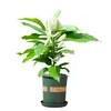 Planta de Flor de Plántula de Magnolia Orquídea Blanca Planta Verde para Interior Balcón Fácil de Cuidar con Capullos Floreciendo Todo el Año Orquídea Cuerno Amarillo Planta en Maceta