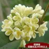 Mudas de Osmanthus em Vasos Osmanthus Dourado Florais Fortemente Perfumados Plantio em Vasos, Interior e Exterior, Pátio, Varanda, Solo Plantas Verdes que Florescem à Noite