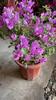 Bonsái Grande de Buganvilia de Flor Doble con Flores, Enviado en Múltiples Colores, Planta Trepadora de Floración Cuatro Estaciones