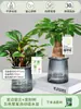 Planta de Jade en Maceta con Borde Morado, Planta Verde Pequeña de Hoja Perenne para Oficina Interior, Fácil de Cuidar, Purifica el Aire, Planta con Flor Jade Belleza
