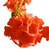 Plántulas de Geranio en Maceta para Dropshipping, Plántulas de Flor de Geranio de Doble Pétalo, Plantas Verdes Ojos de Ángel para Patio y Balcón