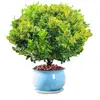 Plántulas de flores de Milán, flores de interior en maceta, plantas verdes para balcón y patio, florecen en todas las estaciones, fragancia fuerte, plantas repelentes de mosquitos, plantas maduras