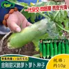 Sementes de Rabanete Verde Doces e Crocantes King Kong, Vários Legumes, Sementes de Rabanete Verde, Pele Verde e Carne Verde Crocante e Doce Plantas em Vasos de Fazenda