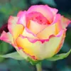 Mudas de roseiras autênticas em flor, fragrância forte, flores grandes resistentes de estoque antigo em vasos para varanda e pátio, com raízes