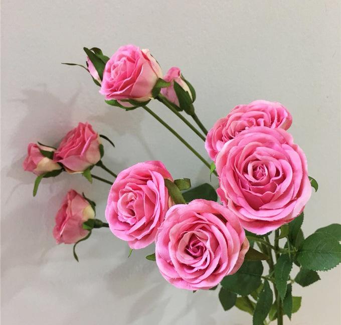 骑士抹月玫瑰 (4)