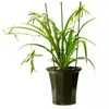 Postes de Soporte para Plantas de Fibra de Vidrio, Pilares para Macetas, Soportes para Rosas, Soportes para Tomates, Varillas de Soporte, Varillas de Fibra de Vidrio para Flores