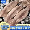 Lula Fresca Congelada Inteira, Tentáculos de Lula Grandes, Lula Fresca (Rocket Squid), Frutos do Mar Grelhados na Chapa, Congelado para Venda no Atacado Comercial, Frete Grátis