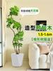 Planta Verde Grande para Sala de Estar con Forma de Pata de Pato, Planta en Maceta de Interior de Fácil Mantenimiento, Planta Verde Perenne de Pie para Oficina para Todas las Estaciones
