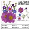 Material de Colagem DIY de Flores Secas Flor Real Embalagem de Material para Pintura Decorativa Embossada Maquiagem para Rosto Maquiagem Maquiagem Styling Facial Artesanal
