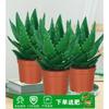 Aloe Vera en Maceta Interior Eliminación de Formaldehído Purificador de Aire Planta Verde Escritorio de Oficina Suculenta Fácil de Cultivar Flores y Cactus Todo el Año