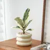 Plantas de follaje, Árbol de caucho Plantas de interior, Plantas verdes para oficina y dormitorio, Fáciles de cuidar, Hojas coloridas, Plantas de escritorio en maceta de moda