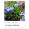 Plántulas de Copo de Nieve Azul Macetadas Floración de Balcón Planta Resistente al Calor Jardín Patio Vid Trepadora Vid de Flor Trepadora Nieve Blanca Copo de Nieve Azul