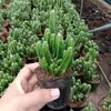 Planta Suculenta Dedo Dorado, planta verde Wanzhongshan, arreglo de cactus en maceta para sala de estar y escritorio de oficina, cactus florido